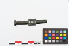 Foto von Bronzezwergknebel (NHMW-PRAE-025037)